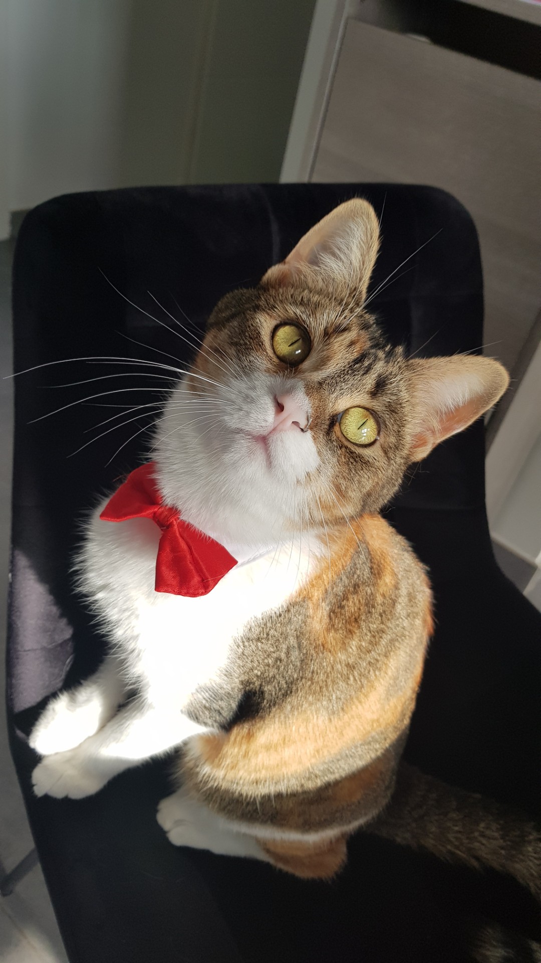 Chat blanc avec dos roux et noir vétu d'un noeud papillon rouge assis sur une chaise noir