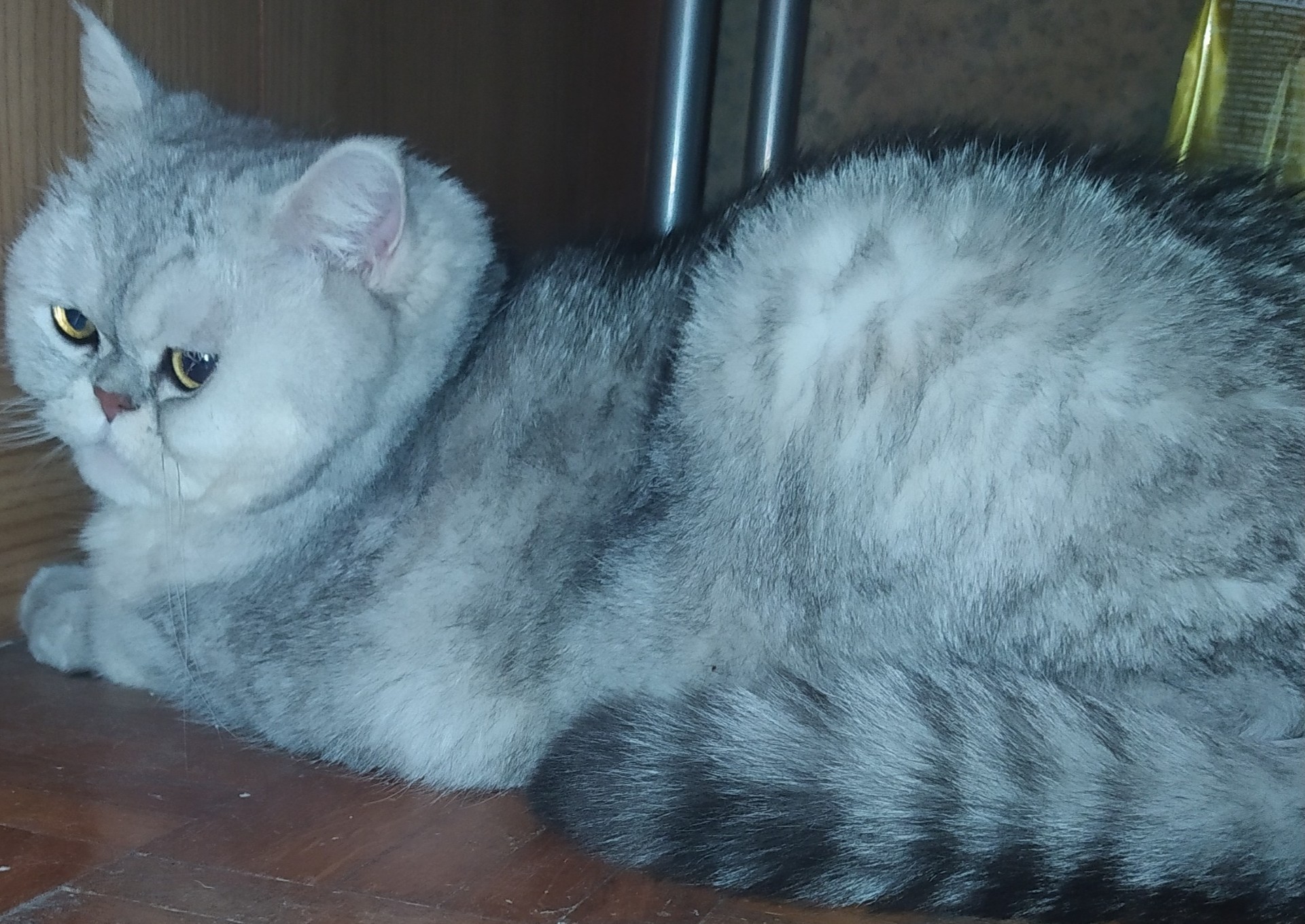Chat gris et blanc à rayrue noir sur la queue, allongé