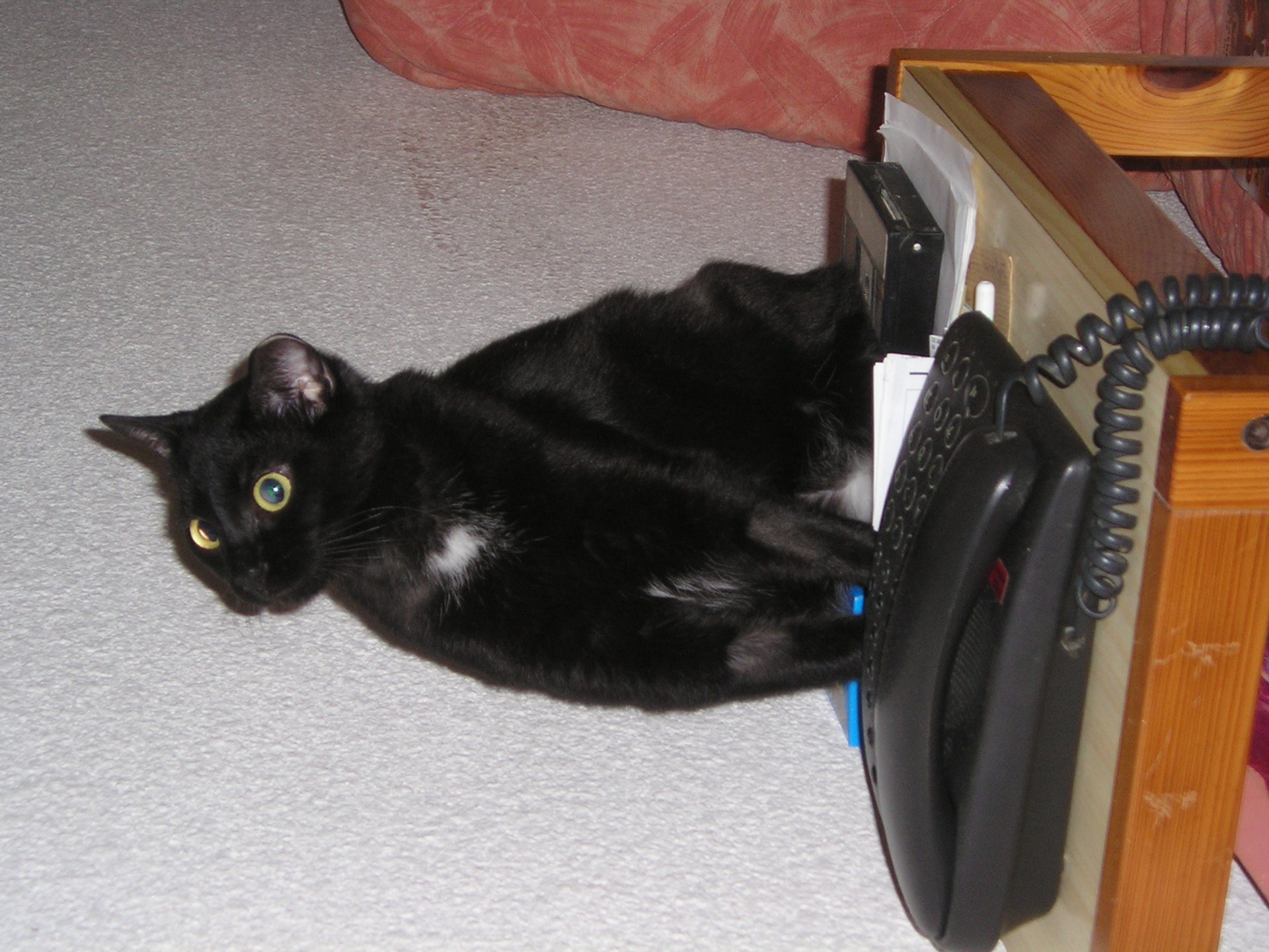Chat noir assis sur un meuble devant un téléphone noir