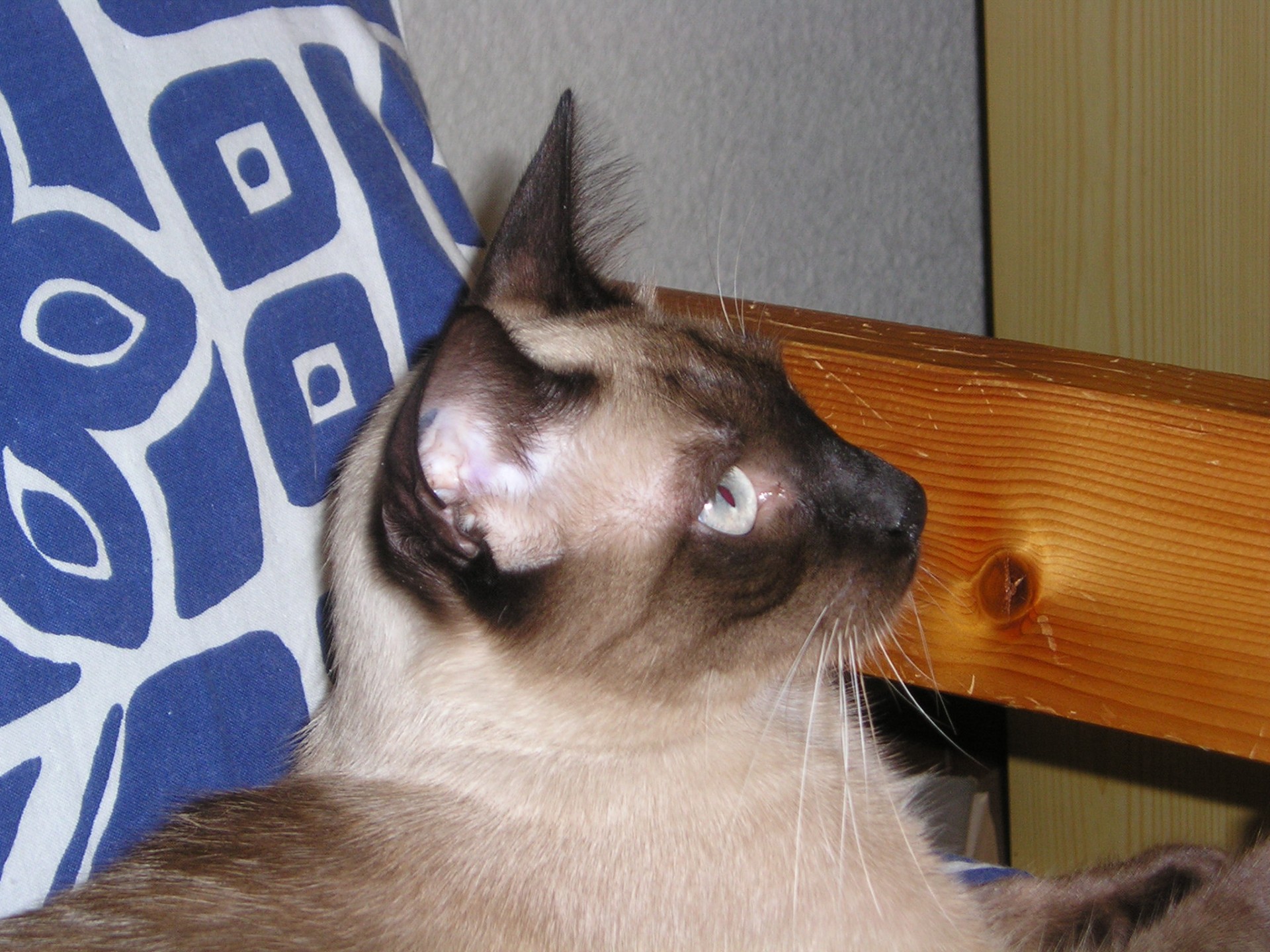 tête de chat roux et blanc à museau noir allongé sur une banquette