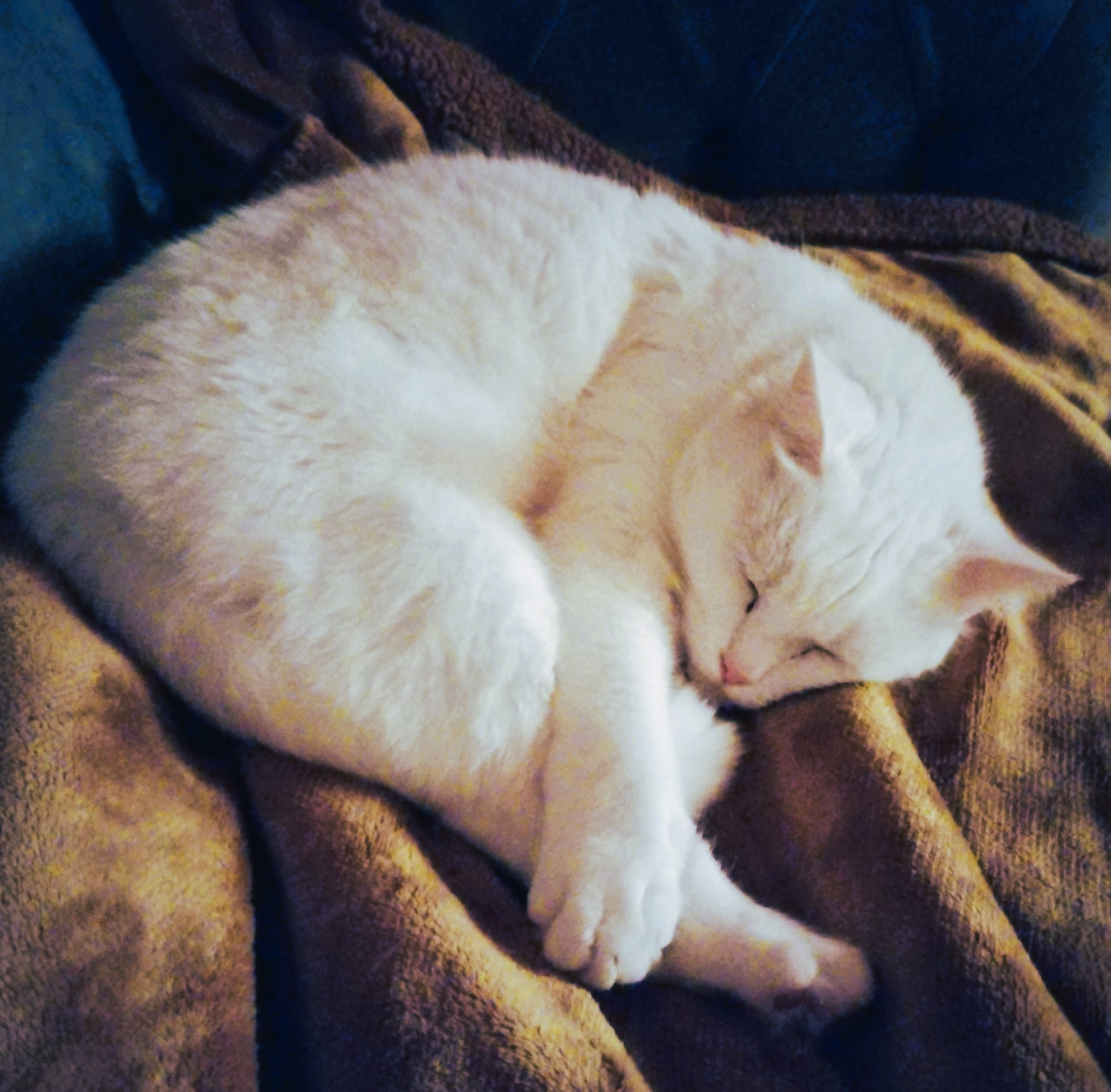 Chat blanc avec taches rousses allongé en rond d'ognon sur un plaid marron 