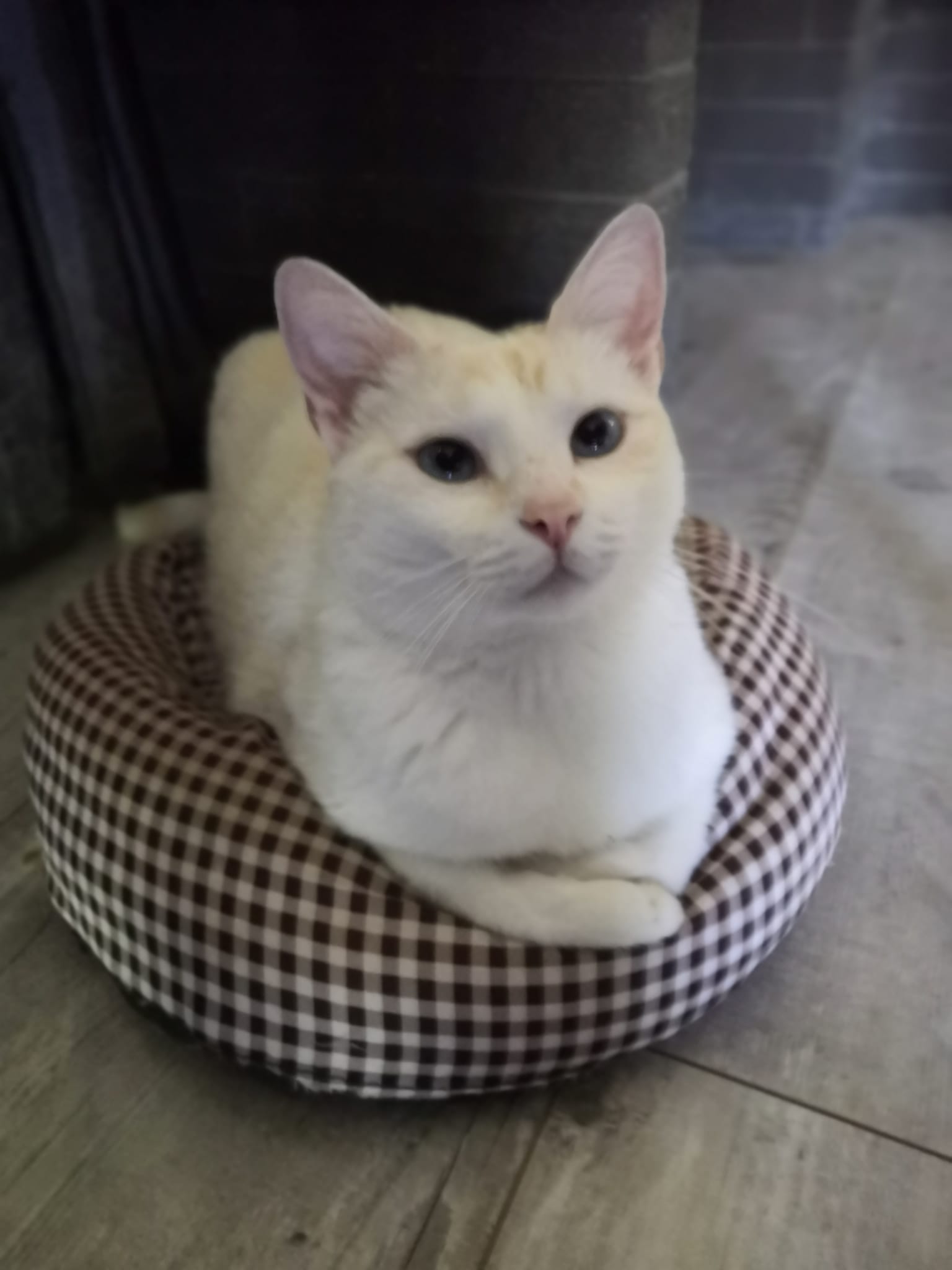 Chat blanc allongé dans son panier à carreaux