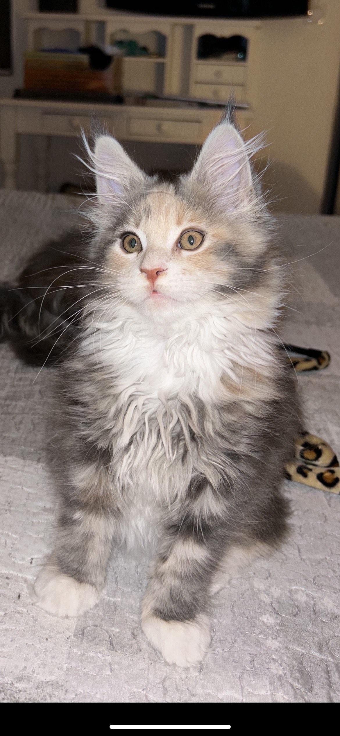 Chat blanc, gris et roux assis sur un lit