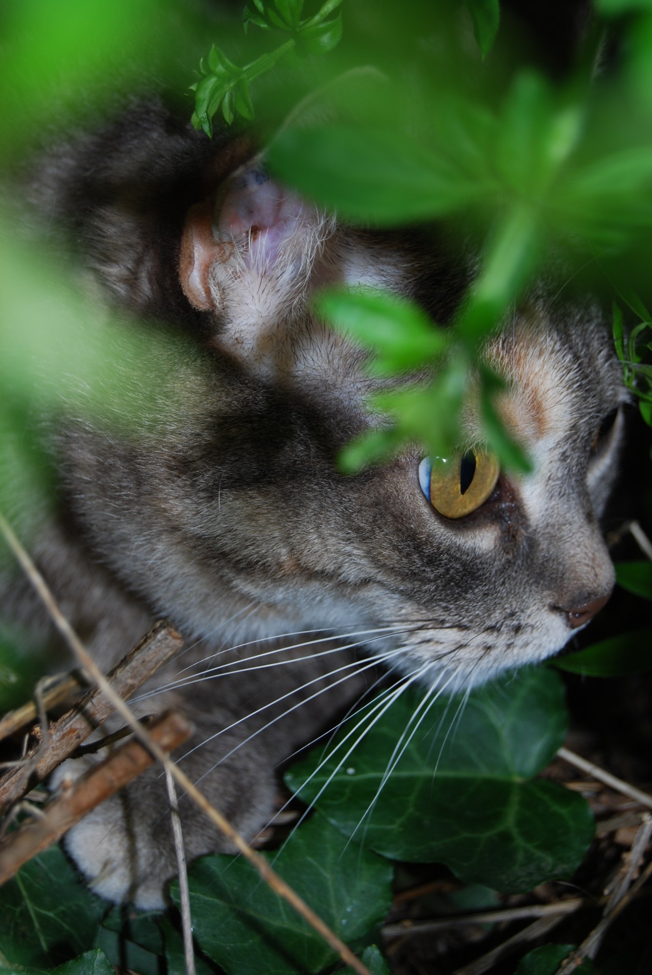 tête de chat gris tacheté blanc caché dans un buisson