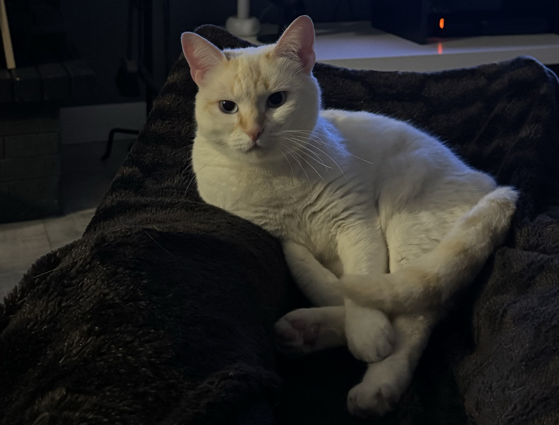 Chat blanc au nez roux allongé dans un plaid gris