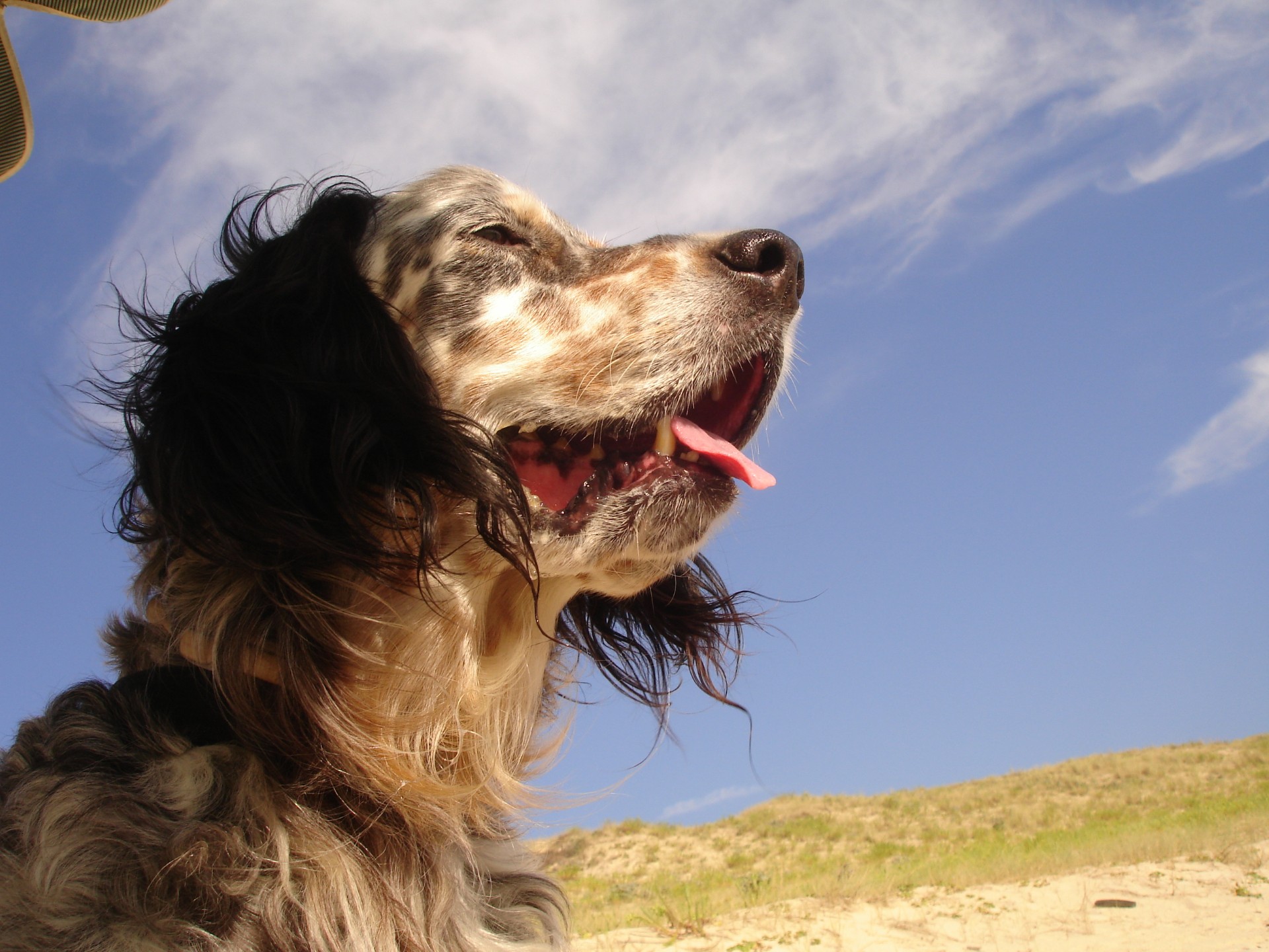 Tête de chien à poil mi long noir et gris qui tire la langue